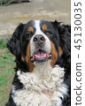 伯恩山犬 45130035