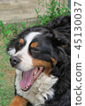 有趣的伯爾尼山犬 45130037
