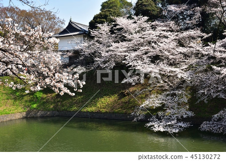 Chidorigafuchi的櫻花 45130272