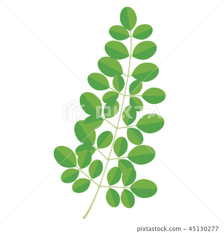 辣木（葉子） 45130277