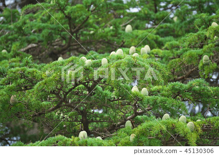 Whiteish green cedar pine bokori Whiteish green cedar pine bokori 45130306