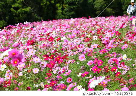 宇宙（秋天的櫻桃） 45130571