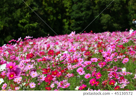 Cosmos (fall cherry) 45130572