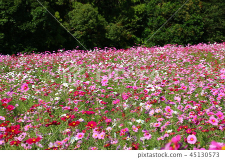 Cosmos (fall cherry) 45130573