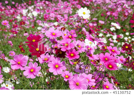 Cosmos (fall cherry) 45130752