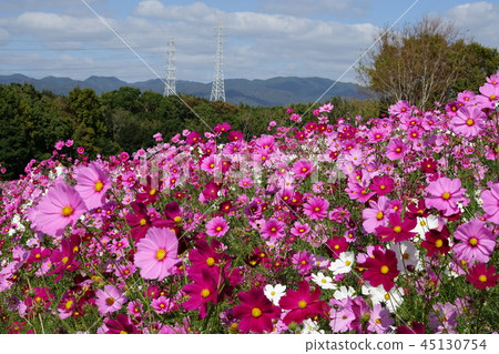 Cosmos (fall cherry) Cosmos (fall cherry) 45130754