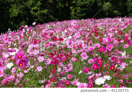 Cosmos (fall cherry) Cosmos (fall cherry) 45130755