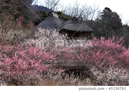 Tsukuba山李子森林李子花 45130791
