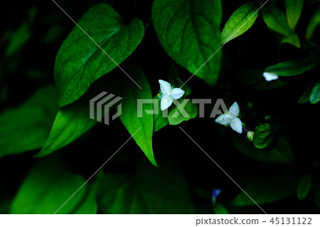 Wildflower Tokiwa Tsukuda Flower 45131122