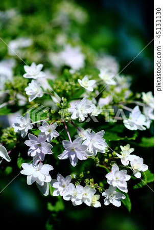 Flower hydrangea flowers Flower hydrangea flowers 45131130