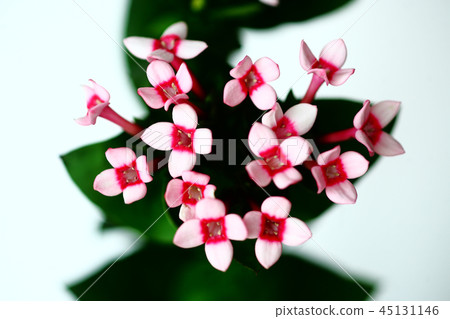 Buvaria花 Buvaria花 45131146