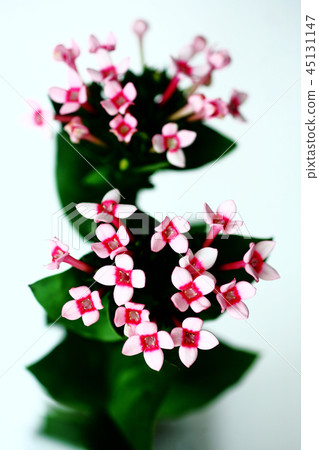 Buvaria花 Buvaria花 45131147