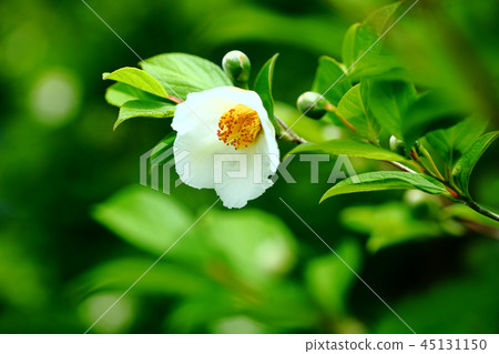 Himeishara's flower Himeishara's flower 45131150