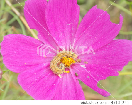 宇宙和昆蟲 45131251