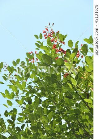 American Flower of Deigo American Flower of Deigo 45131679
