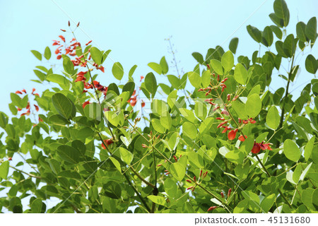 American Flower of Deigo 45131680