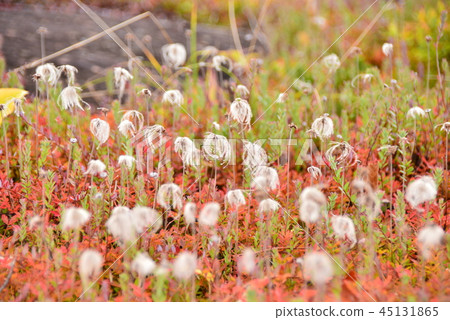 叮叮噹當的花朵 45131865