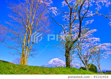 Cherry blossoms and Mt. Fuji in full bloom as seen from the hills of Lake Tanuki Cherry blossoms and Mt. Fuji in full bloom as seen from the hills of Lake Tanuki 45132458