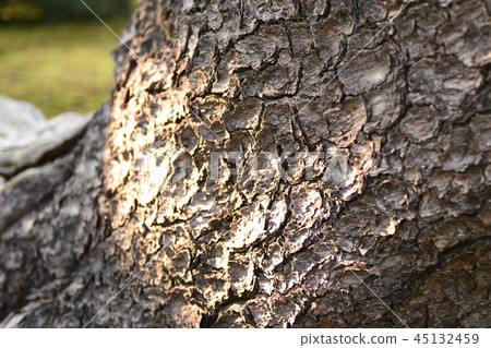 Pine Pine 45132459