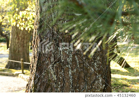 Pine Pine 45132460