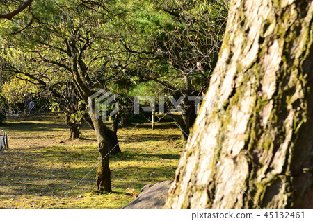 Pine Pine 45132461