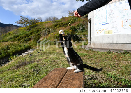 Cat · stray cat · outside cat · playing · cat trouble 45132758