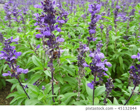 丹參 丹參 45132844