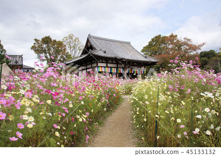 Small diameter of cosmos 45133132