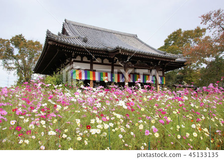 Autumn cherry blossoms and five-color curtain 45133135