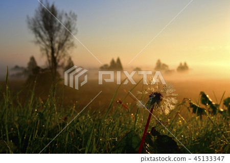 Dandelion fluff on the morning dew and morning mist in the Watarase watershed 45133347
