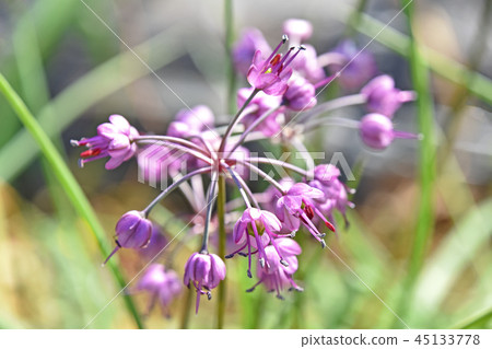 Yamarakino（Yamaboshi）花 45133778
