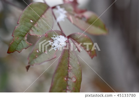 冬季植物 45133780