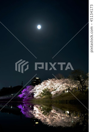Fukuoka Castle night cherry blossom Fukuoka Castle night cherry blossom 45134173
