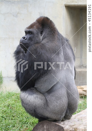 Nishi Gorilla 45134191