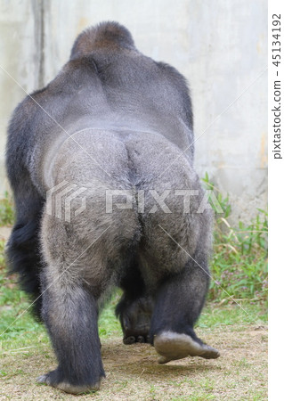 Nishi Gorilla 45134192