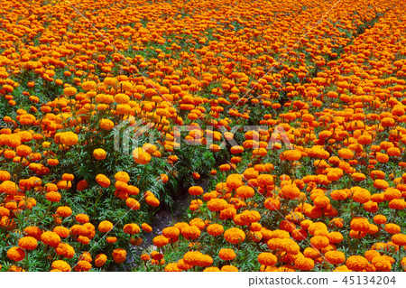 Tagetes erecta or marigold plantation. Tagetes erecta or marigold plantation. 45134204
