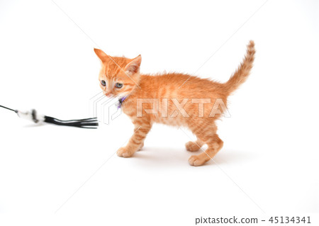 貓，貓，貓，貓，小貓與茶老虎。 45134341