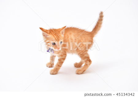 Cats, cats, cats, cats, kittens with tea tigers. 45134342