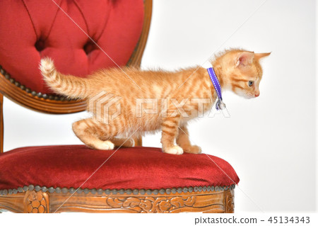 Cats, cats, cats, cats, kittens with tea tigers. 45134343