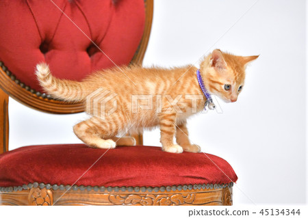 Cats, cats, cats, cats, kittens with tea tigers. 45134344