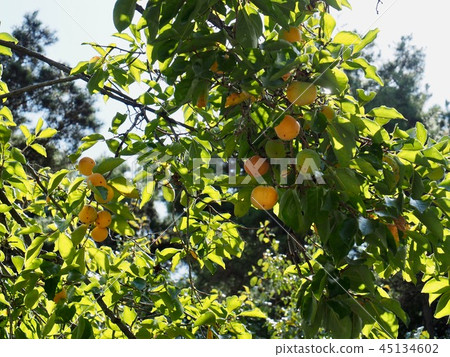 Scenery of Korean persimmon Scenery of Korean persimmon 45134602