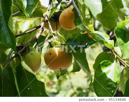 Scenery of Korean persimmon Scenery of Korean persimmon 45134606