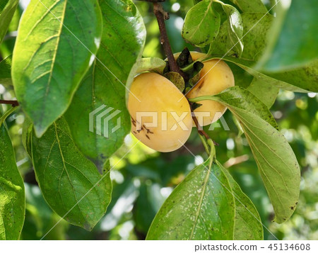 Scenery of Korean persimmon 45134608