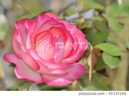 rose	 45135149