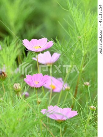 Cosmos flowers 45135154