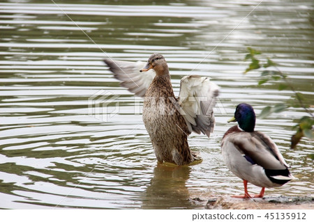 two ducks in the lake 45135912