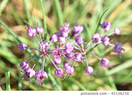 Yamarakino（Yamaboshi）花 45136258