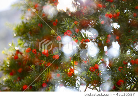 Red berries of the juniper tree 45136587