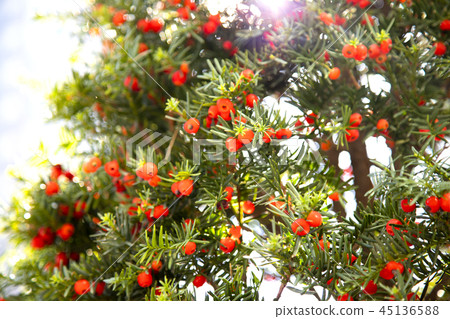 Red berries of the juniper tree 45136588