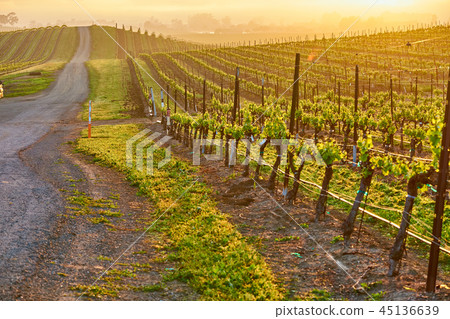 Vineyards at sunrise in California, USA 45136639